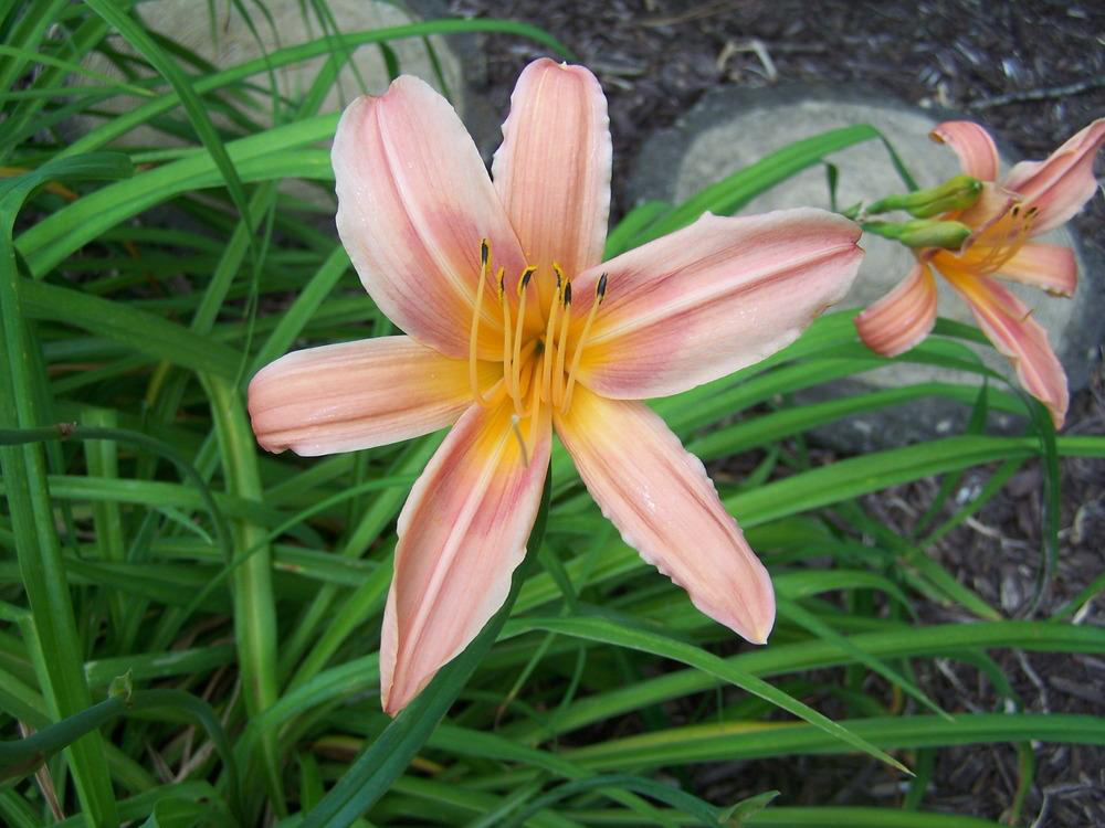Hemerocallis 'Hall's Pink'